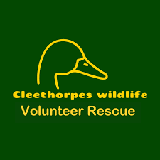 🕯️ Supporting Cleethorpes Wildlife Rescue — Beauty for a Cause